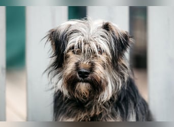 Sensibler Pluto sucht seine Menschen