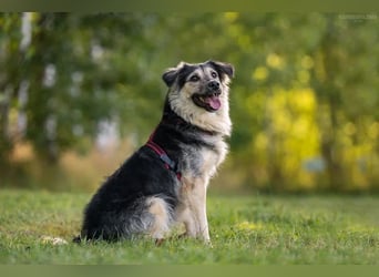 Verspielter Misha sucht seine Familie