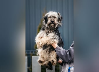 Sensibler Pluto sucht seine Menschen