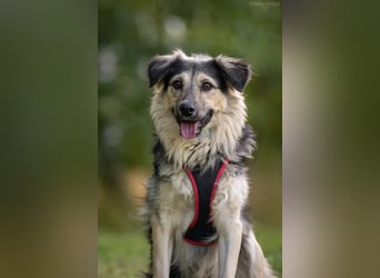 Verspielter Misha sucht seine Familie