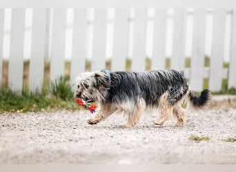 Sensibler Pluto sucht seine Menschen