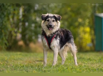 Verspielter Misha sucht seine Familie