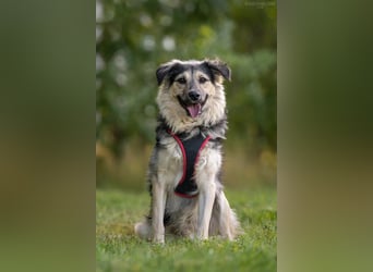 Verspielter Misha sucht seine Familie
