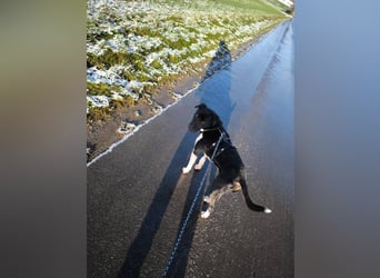 Ikem ein wundervolles Special Hund