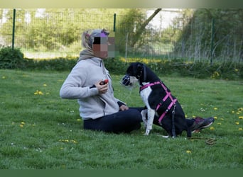 Ikem ein wundervolles Special Hund