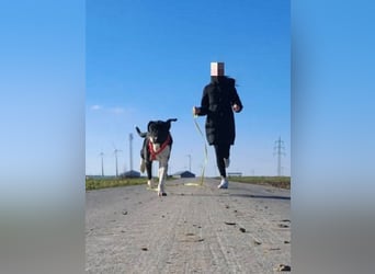 Ikem ein wundervolles Special Hund