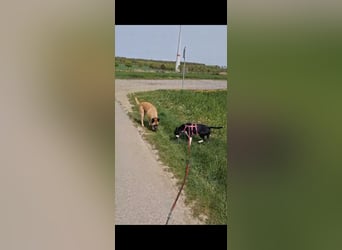 Ikem ein wundervolles Special Hund