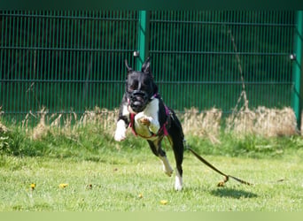 Ikem ein wundervolles Special Hund