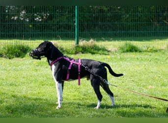 Ikem ein wundervolles Special Hund