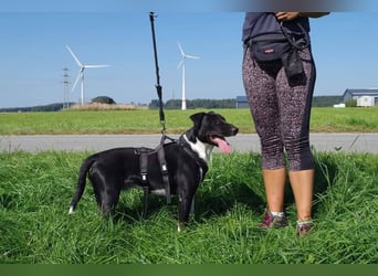 Ikem ein wundervolles Special Hund