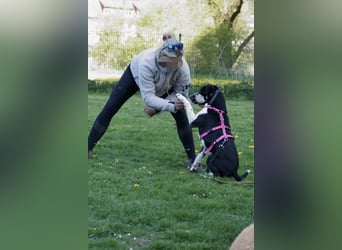 Ikem ein wundervolles Special Hund