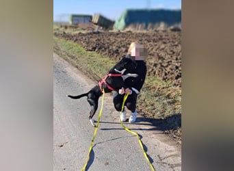 Ikem ein wundervolles Special Hund