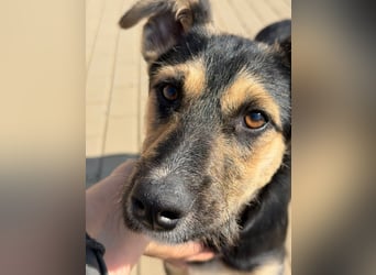 Als Welpe übersehen! Lady (11 Monate) möchte nicht ihre ganze Kindheit im Tierheim verbringen!