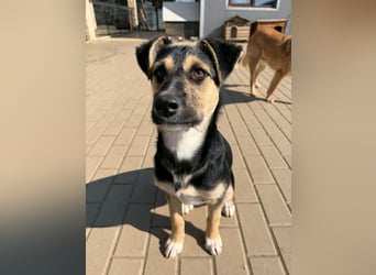 Als Welpe übersehen! Lady (11 Monate) möchte nicht ihre ganze Kindheit im Tierheim verbringen!