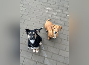 Als Welpe übersehen! Lady (11 Monate) möchte nicht ihre ganze Kindheit im Tierheim verbringen!