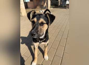 Als Welpe übersehen! Lady (11 Monate) möchte nicht ihre ganze Kindheit im Tierheim verbringen!