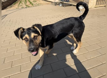 Als Welpe übersehen! Lady (11 Monate) möchte nicht ihre ganze Kindheit im Tierheim verbringen!