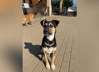 Als Welpe übersehen! Lady (11 Monate) möchte nicht ihre ganze Kindheit im Tierheim verbringen!