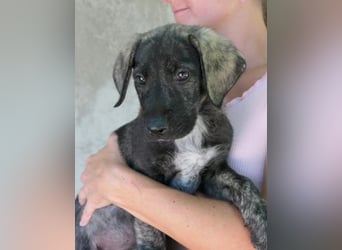 lieber kleiner Varu sucht