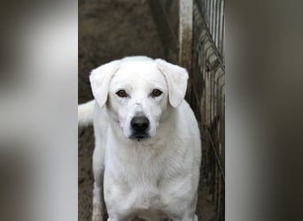 SNOW - schüchterner, hübscher Rüde sucht einfühlsames Zuhause