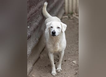 SNOW - schüchterner, hübscher Rüde sucht einfühlsames Zuhause