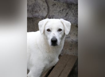 SNOW - schüchterner, hübscher Rüde sucht einfühlsames Zuhause