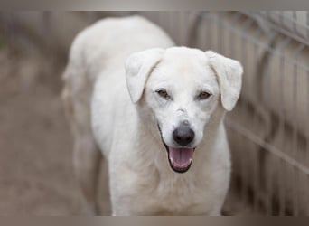 SNOW - schüchterner, hübscher Rüde sucht einfühlsames Zuhause