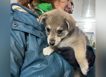 Zauberhafter Welpenjunge Welpe 1