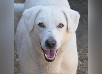 SNOW - schüchterner, hübscher Rüde sucht einfühlsames Zuhause