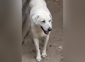 SNOW - schüchterner, hübscher Rüde sucht einfühlsames Zuhause