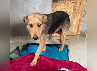 Karlotta liebe ruhige Hündin wartet auf ein schönes Zuhause