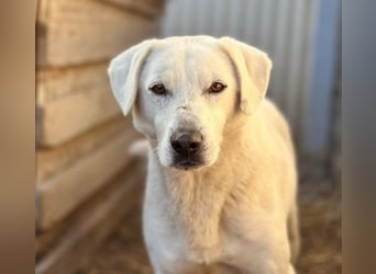 SNOW - schüchterner, hübscher Rüde sucht einfühlsames Zuhause