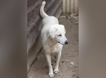 SNOW - schüchterner, hübscher Rüde sucht einfühlsames Zuhause