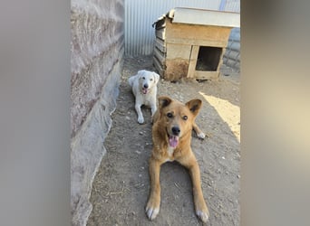 SNOW - schüchterner, hübscher Rüde sucht einfühlsames Zuhause