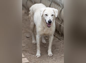 SNOW - schüchterner, hübscher Rüde sucht einfühlsames Zuhause