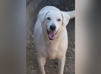 SNOW - schüchterner, hübscher Rüde sucht einfühlsames Zuhause