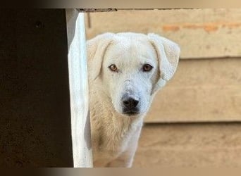 SNOW - schüchterner, hübscher Rüde sucht einfühlsames Zuhause