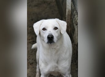 SNOW - schüchterner, hübscher Rüde sucht einfühlsames Zuhause