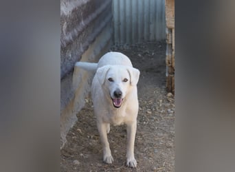 SNOW - schüchterner, hübscher Rüde sucht einfühlsames Zuhause