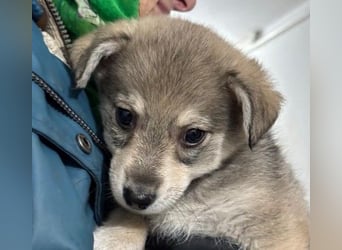 Zauberhafter Welpenjunge Welpe 1