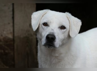 SNOW - schüchterner, hübscher Rüde sucht einfühlsames Zuhause