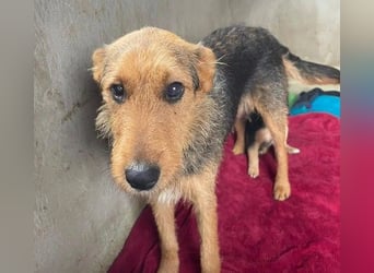 Karlotta liebe ruhige Hündin wartet auf ein schönes Zuhause