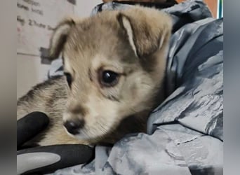 Zauberhafter Welpenjunge Welpe 1