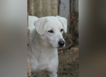 SNOW - schüchterner, hübscher Rüde sucht einfühlsames Zuhause