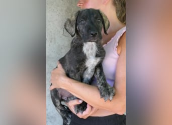 lieber kleiner Varu sucht
