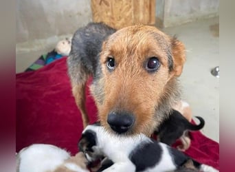 Karlotta liebe ruhige Hündin wartet auf ein schönes Zuhause