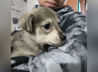 Zauberhafter Welpenjunge Welpe 1