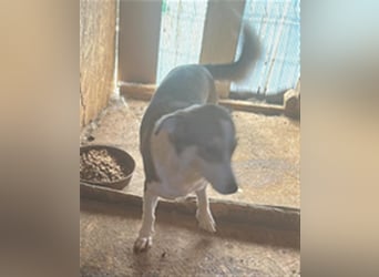 Mallon sucht seine Familie