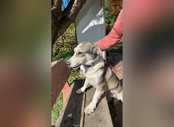 Mallon sucht seine Familie