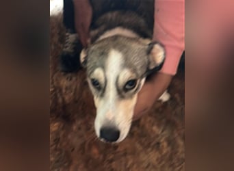 Mallon sucht seine Familie